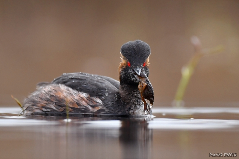 Photo Oiseaux grebe à cou noir