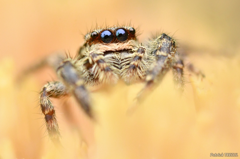 Photo Araignées Marpissa muscosa