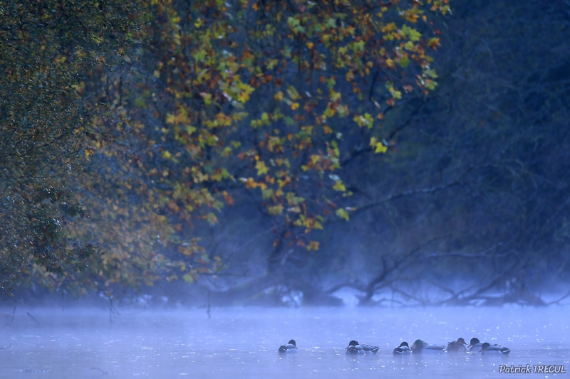 Photo Oiseaux Canard colvert (Anas platyrhynchos)