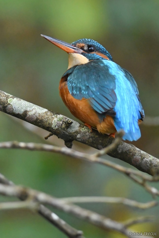 Photo Oiseaux Martin pêcheur d'Europe (Alcedo atthis)