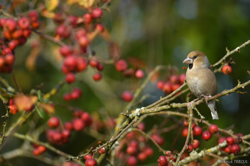 Photo Oiseaux Grosbec casse-noyaux (Coccothraustes coccothraustes)