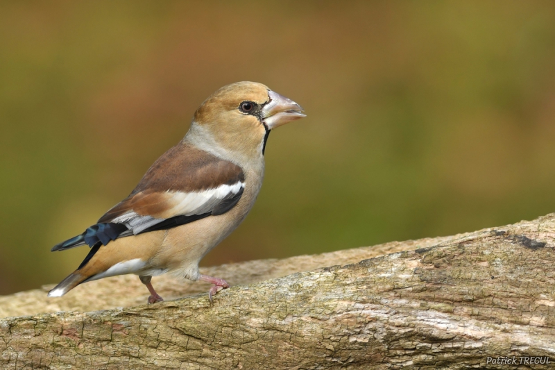 Photo Oiseaux Grosbec casse-noyaux (Coccothraustes coccothraustes)