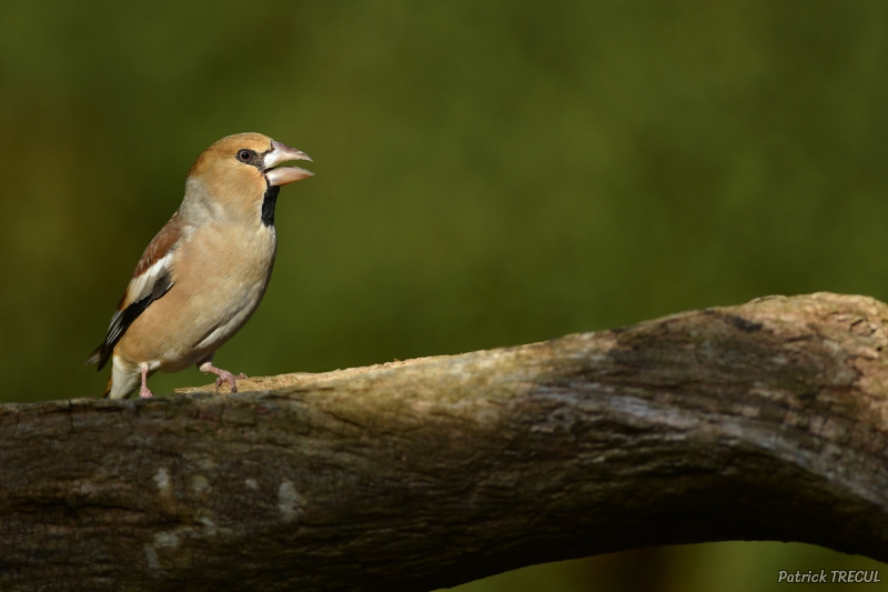 Photo Oiseaux Grosbec casse-noyaux (Coccothraustes coccothraustes)