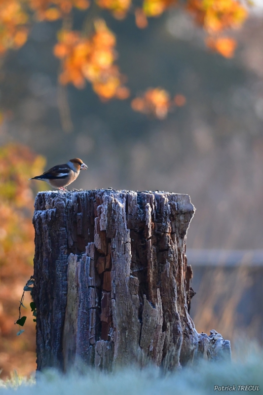 Photo Oiseaux Grosbec casse-noyaux (Coccothraustes coccothraustes)