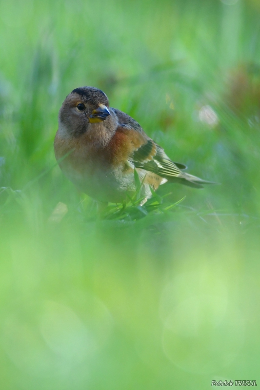 Photo Oiseaux Pinson du Nord ((Fringilla montifringilla)