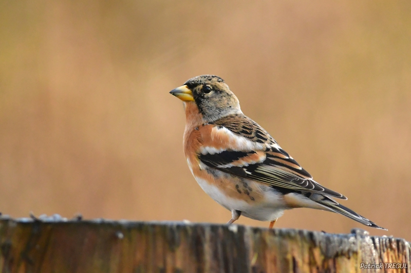 PAT_5172_-_Copie.JPG Pinson du Nord ((Fringilla montifringilla)