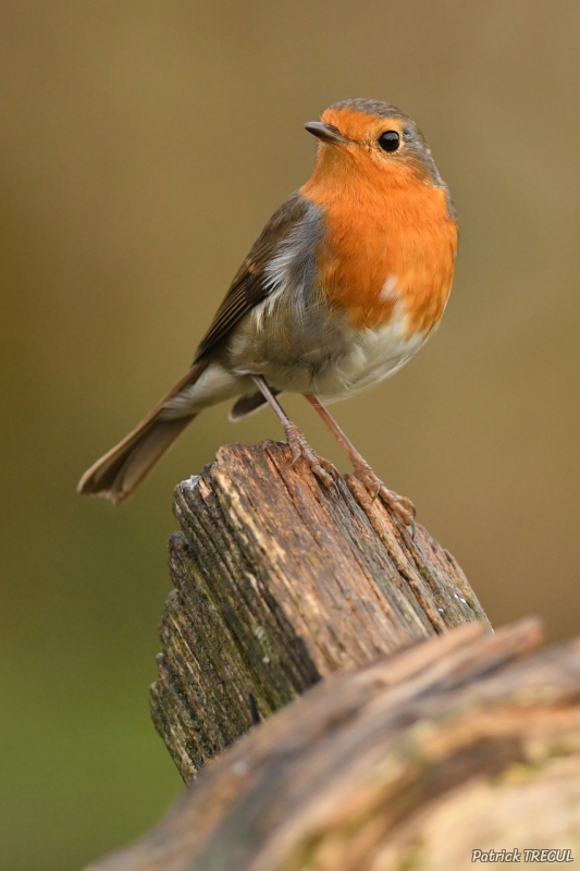 Photo Oiseaux Rouge-gorge familier (Erithacus rubecula)