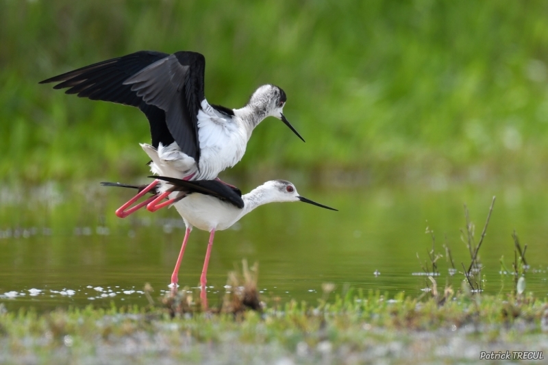 Photo Oiseaux Echasse Blanche (Himantopus himantopus)