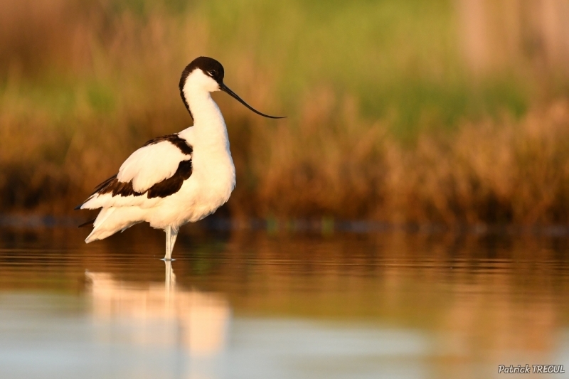 Photo Oiseaux avocette elegante (Recurvirostra avosetta)