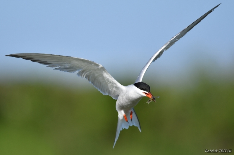 Photo Oiseaux Sterne pierregarin