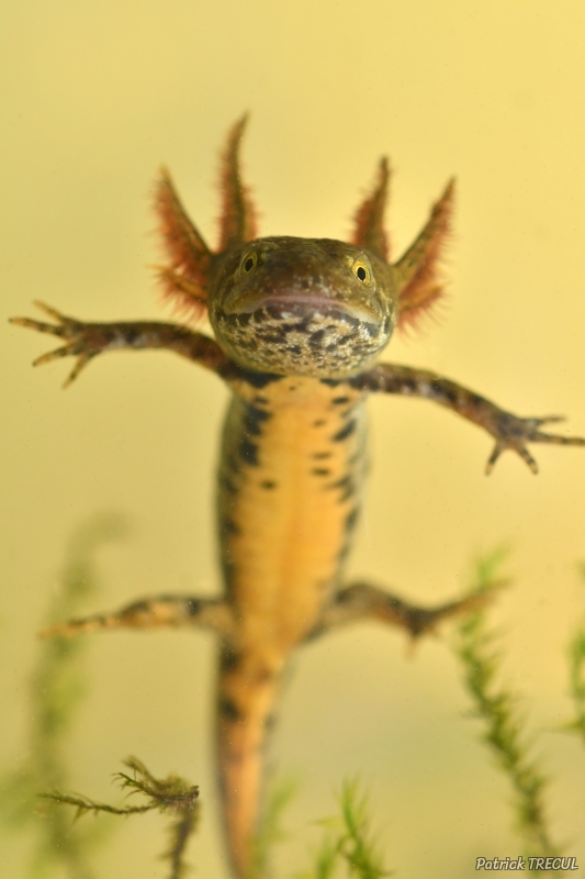 Photo Amphibiens Triton crêté (Triturus cristatus)