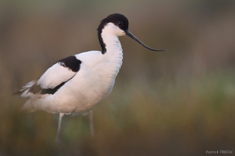 Photo Oiseaux avocette elegante (Recurvirostra avosetta)