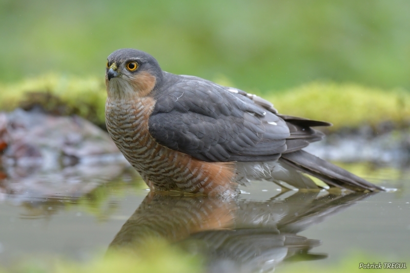 Photo Oiseaux Épervier d'Europe (Accipiter nisus)