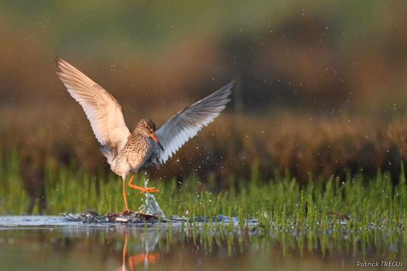 Photo Oiseaux Chevalier gambette (Tringa totanus)