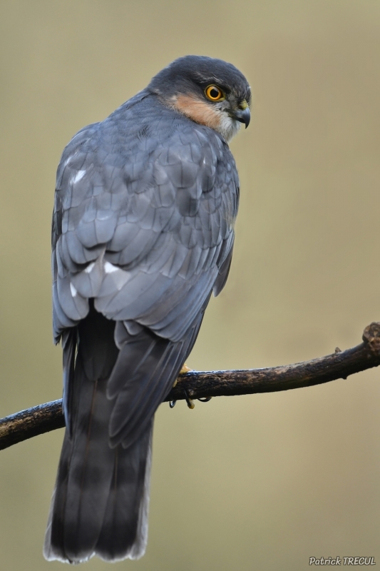 Photo Oiseaux Épervier d'Europe (Accipiter nisus)