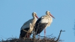 Oiseaux Cigogne blanche (Ciconia ciconia)