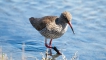 Oiseaux Chevalier gambette (Tringa totanus)