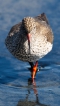 Oiseaux Chevalier gambette (Tringa totanus)