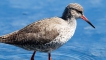 Oiseaux Chevalier gambette (Tringa totanus)