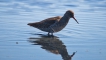 Oiseaux Chevalier gambette (Tringa totanus)