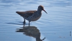 Oiseaux Chevalier gambette (Tringa totanus)