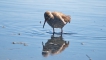 Oiseaux Chevalier gambette (Tringa totanus)