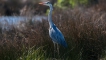 Oiseaux Héron cendré