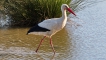 Oiseaux Cigogne blanche (Ciconia ciconia)