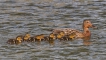 Oiseaux canard col vert