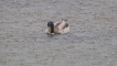 Oiseaux Canard colvert (Anas platyrhynchos)