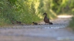 Oiseaux Canard colvert (Anas platyrhynchos)