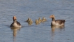 Oiseaux Oie cendrée