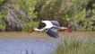 Oiseaux Cigogne blanche (Ciconia ciconia)