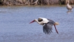 Oiseaux Cigogne blanche (Ciconia ciconia)