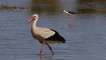 Oiseaux Cigogne blanche (Ciconia ciconia)