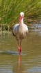 Oiseaux Cigogne blanche (Ciconia ciconia)