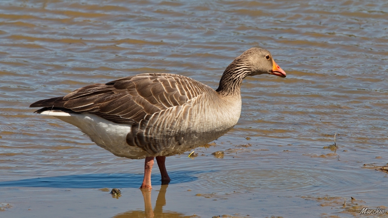 Photo Oiseaux Oie cendrée (Anser anser)