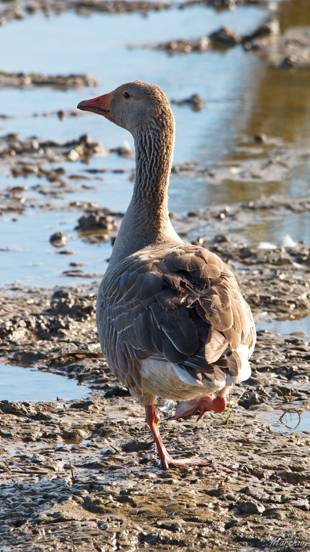 Photo Oiseaux Oie cendrée