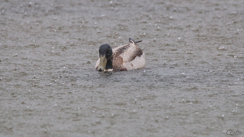 Photo Oiseaux Canard colvert (Anas platyrhynchos)