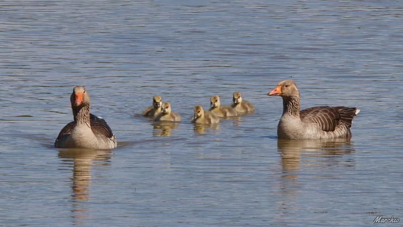 Photo Oiseaux Oie cendrée