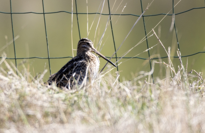 Oiseaux Bécassine des marais