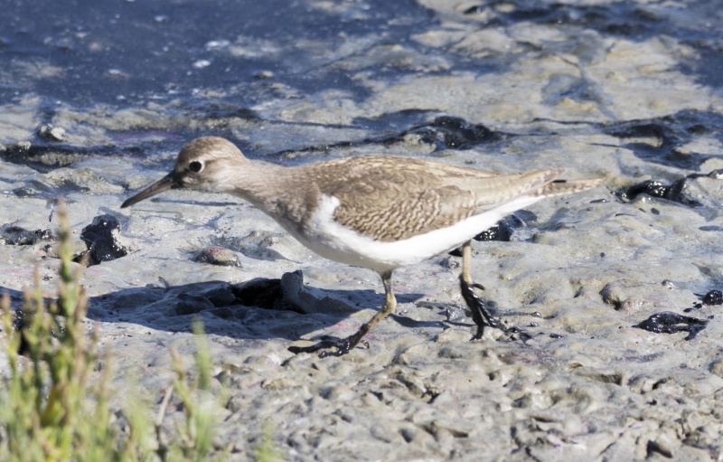 Oiseaux chevalier guignette