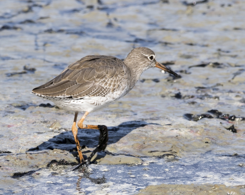 Oiseaux chevalier gambette