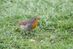 Oiseaux Rouge gorge familier