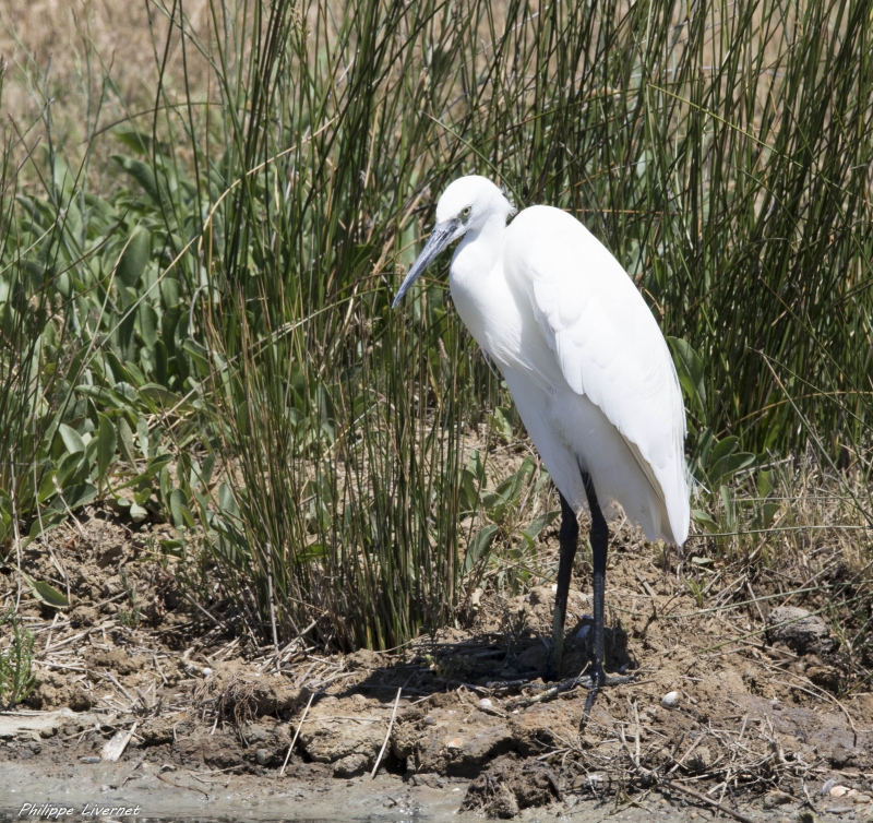 Photo Oiseaux