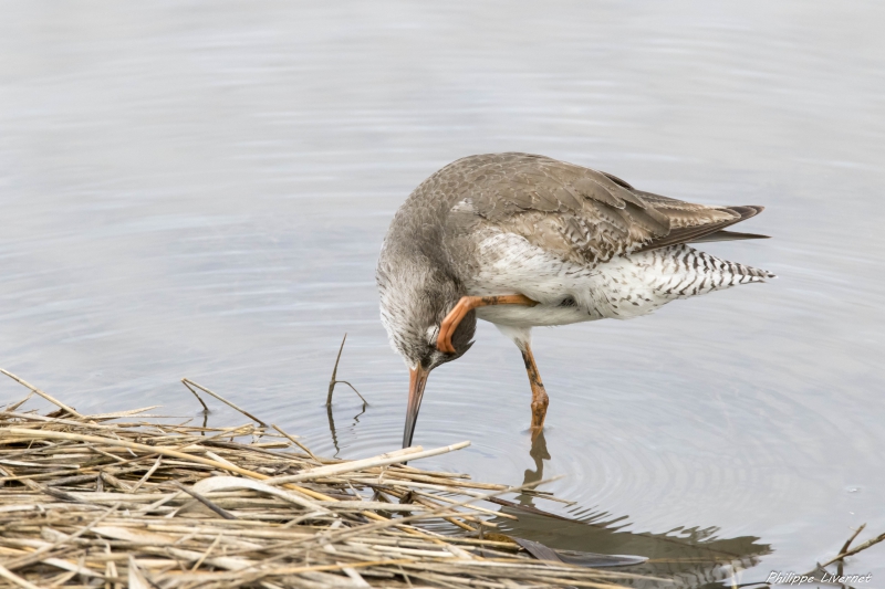 Photo Oiseaux