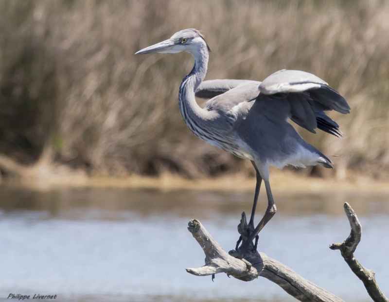 Photo Oiseaux Héron cendré