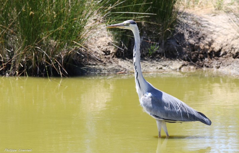 Photo Oiseaux Héron cendré