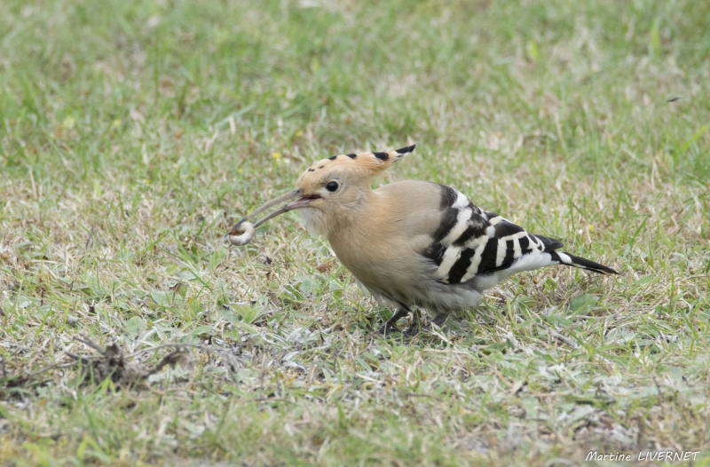 Photo Oiseaux