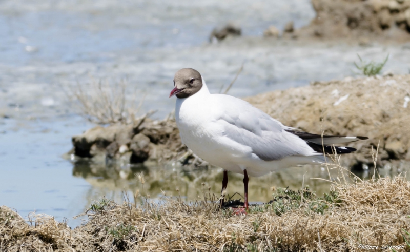 Photo Oiseaux